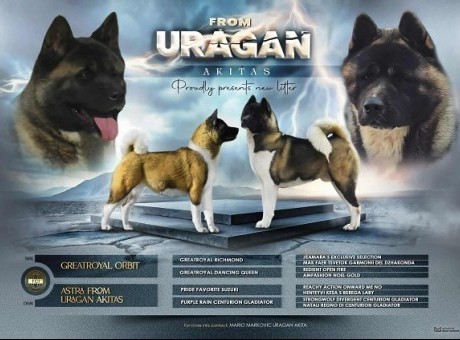 1 americka akita  m1125.jpg